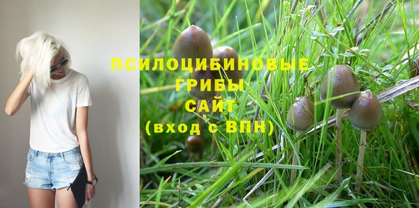 стаф Кодинск